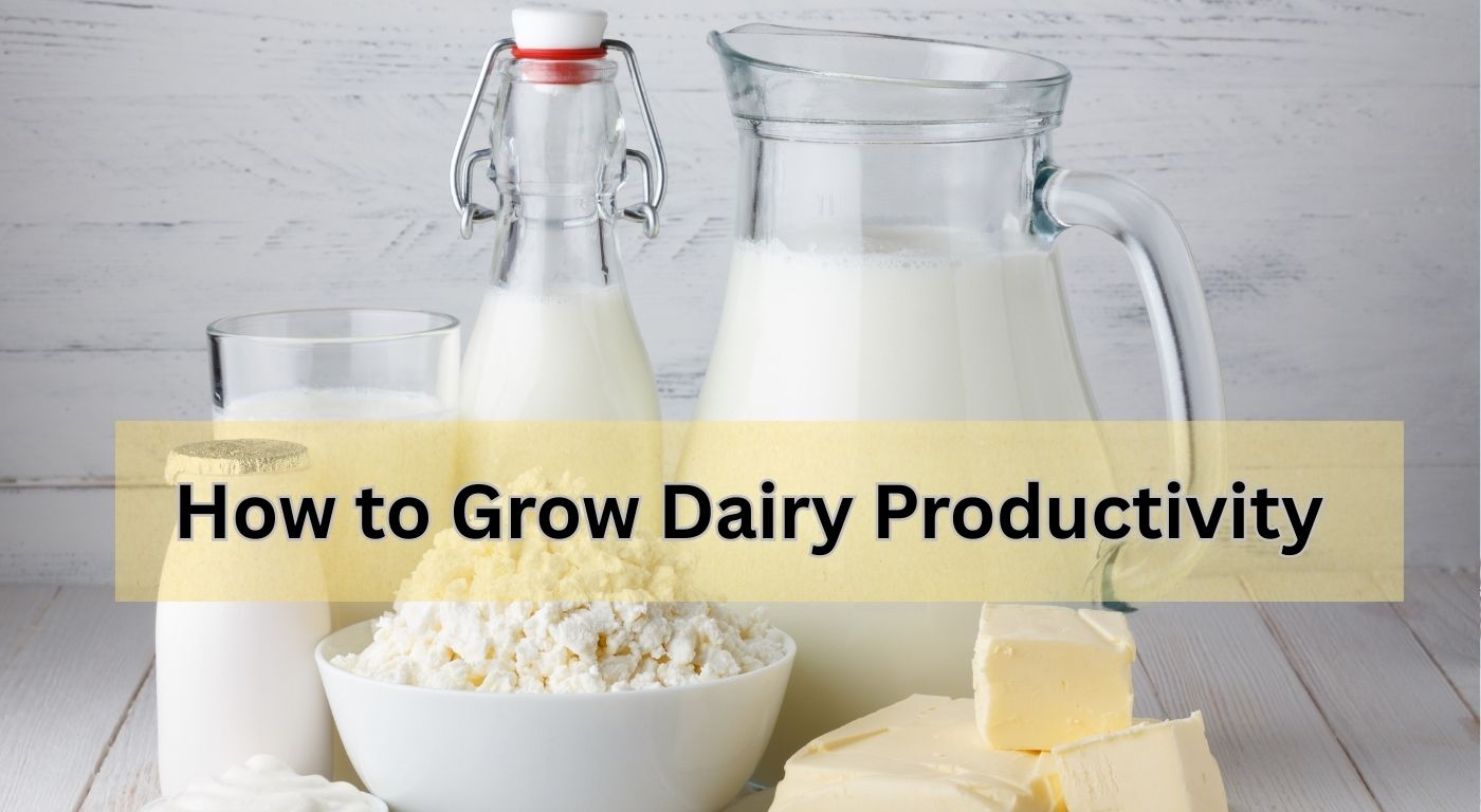 How to Grow Dairy Productivity